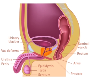 Prostate2labelled